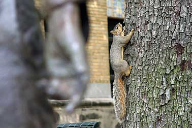 Squirrel picture